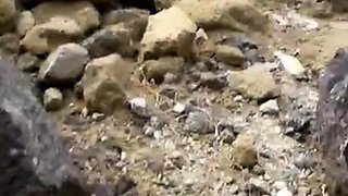 Trippie Bri Blowjob At Beach