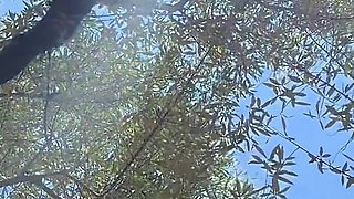 Touches in the Olive Grove