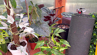 Spring Greenhouse Tour