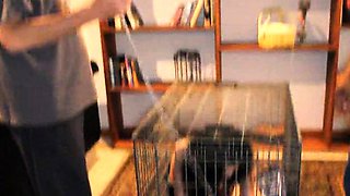 Petite Chinese Sex Slave Gagged by Black Cock