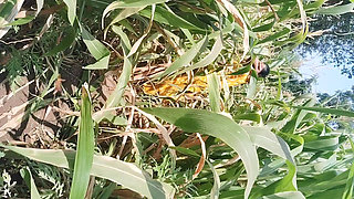 I Fucked My Stepsister in Law in the Corn Field