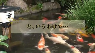 Best Japanese whore Risa Kasumi, Megu Fujiura, Ai Haneda in Exotic Stockings/Pansuto, Group Sex JAV scene