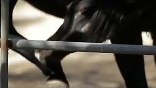 EXCITEMENT-HD Cowboy & Cowgirl have ranch sex