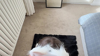 Anal & ass to mouth training for naughty petite lioness