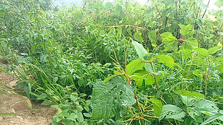 Nepali Jungle Vloge Sali Vena Sex Video